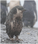 泥まみれのペンギン