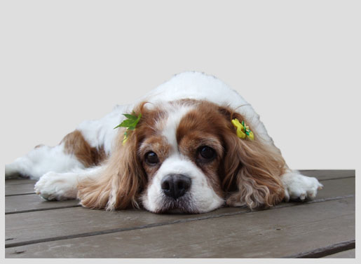 \"ペット犬の写ってる写真から背景を消去\"